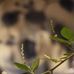 20130928ikebana2