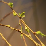 20140213ikebana1