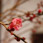 20140228ikebana1