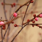 20140228ikebana2