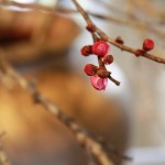 20140228ikebana3