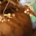 20140314ikebana2