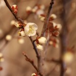 20140314ikebana3