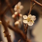 20140314ikebana6