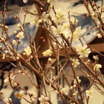 20140314ikebana7