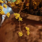 20140321ikebana8