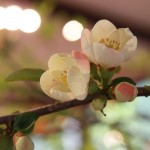 20140406ikebana1