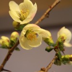 20140406ikebana2