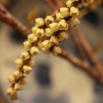 20140416ikebana1