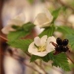 20140427ikebana6