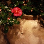 20141106ikebana7