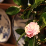 20141122ikebana3