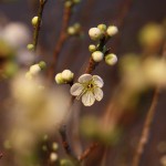 20150305ikebana1