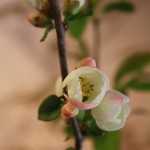 20150412ikebana5