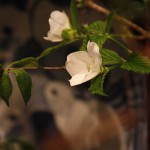 20150425ikebana4