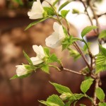 20150425ikebana7