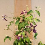 20150510ikebana8