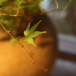 20151002ikebana7