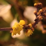 20160102ikebana1