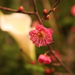 20160102ikebana2