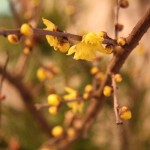 20160102ikebana7