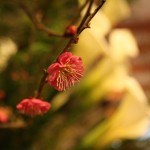 20160102ikebana8