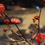 20160122ikebana1