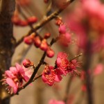 20160122ikebana9