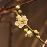 20160201ikebana1