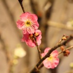 20160201ikebana3