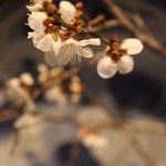 20160303ikebana2