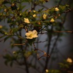 20160420ikebana5