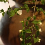 20160420ikebana7