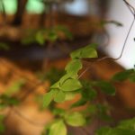 20160709ikebana2