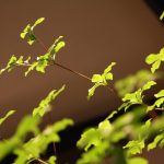 20160709ikebana6